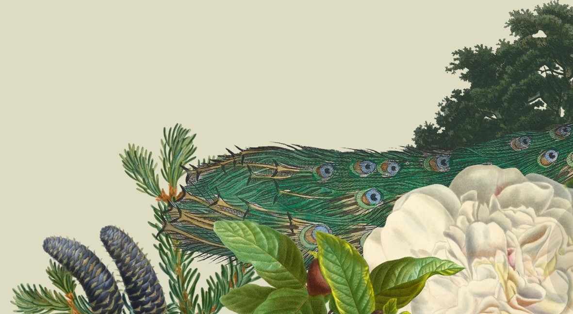 peacock and plants