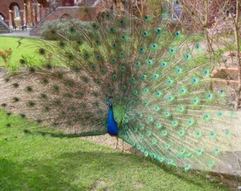 Feed The Peacocks at Pendley Manor