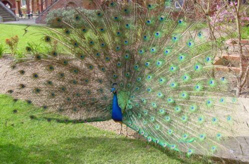 Feed The Peacocks at Pendley Manor