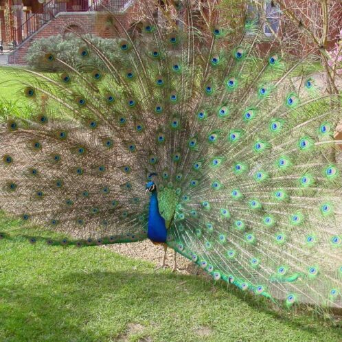 Feed The Peacocks at Pendley Manor